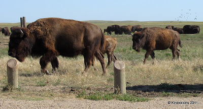 Bison S Bluff Nature Playground Schaumburg Il Bison S Bluff Nature Playground Schaumburg Il