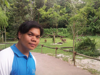 Singapore Zoo Kangaroo