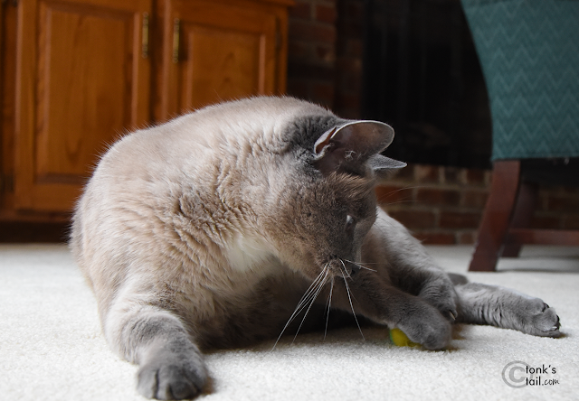 Maxwell channels David Copperfield as he attempts to make his green ball disappear. #siamesecats #bluepoint #cathumor  