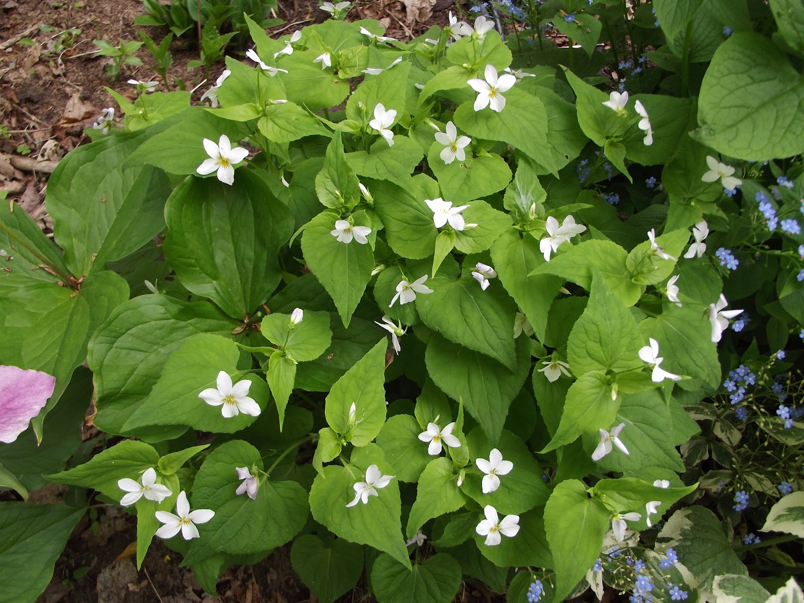 In The Garden Foamflower, White Violet