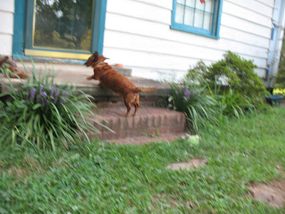 dachshund jumping
