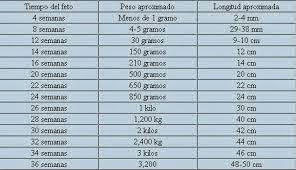Tiempo Peso Y Longitud Del Feto En El Transcurso Del Embarazo