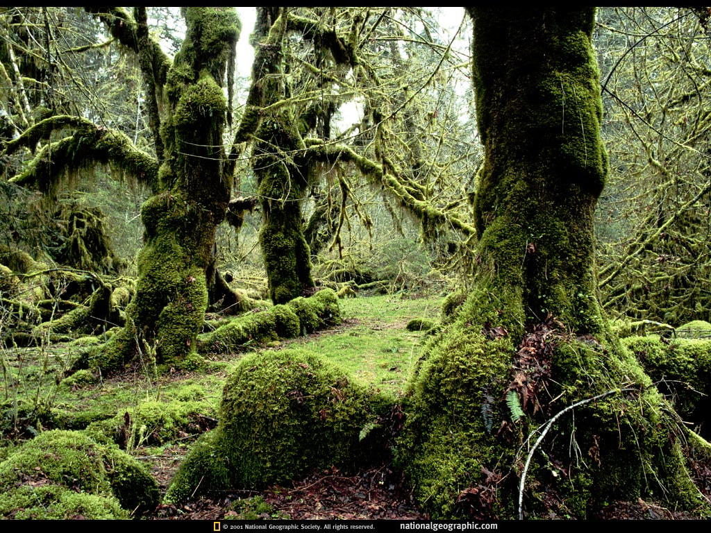http://4.bp.blogspot.com/-kAaqW8t5_Kg/UOm5sPWhY6I/AAAAAAAAKR8/lm-t01gob58/s1600/National+Geographic+Wallpapers+048-818254.jpeg