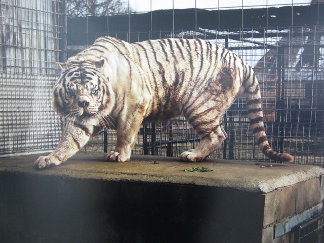 prostitute photos in frankfurt