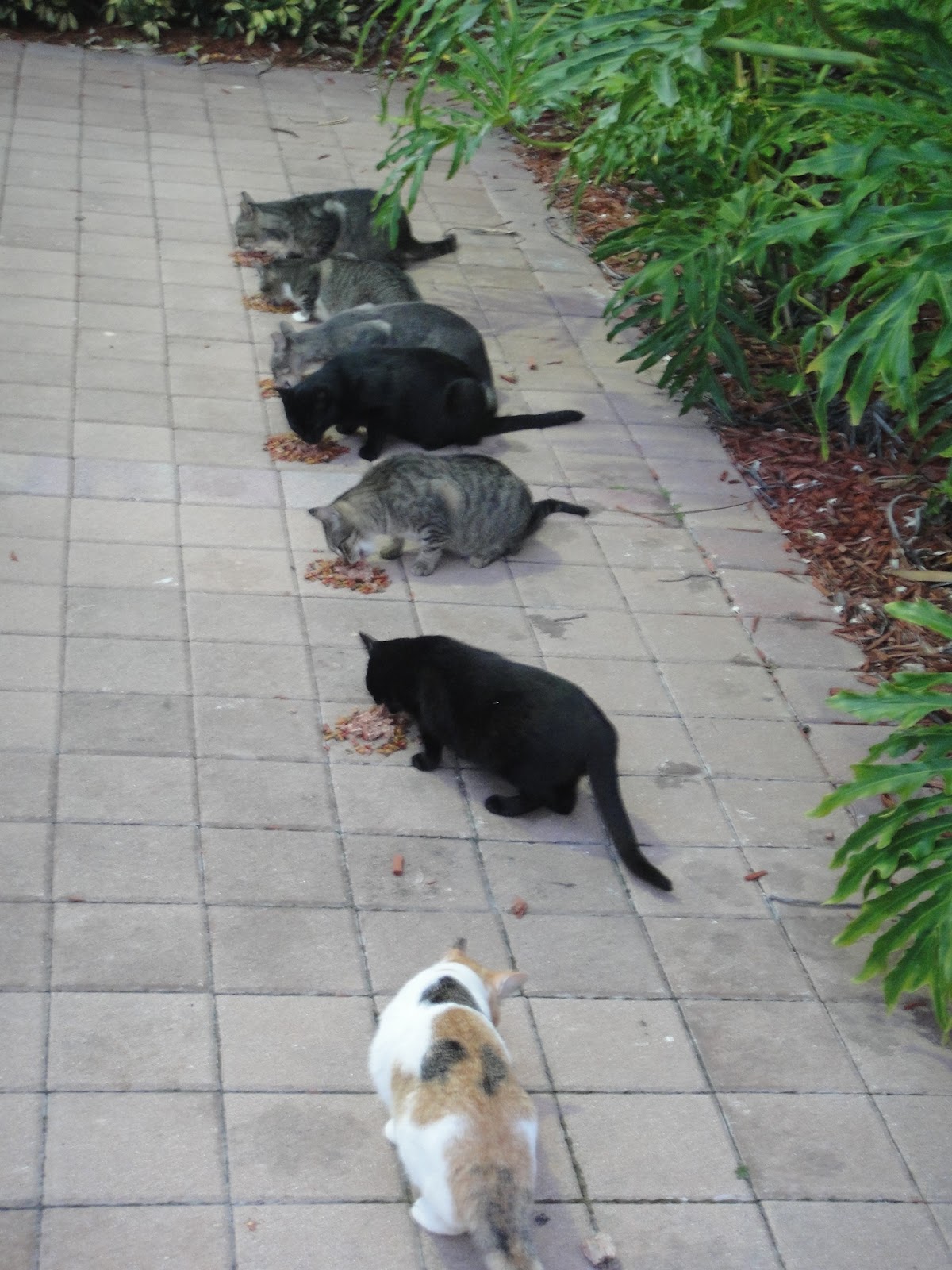 Riverfront Cats, Downtown Miami The Riverfront Cats