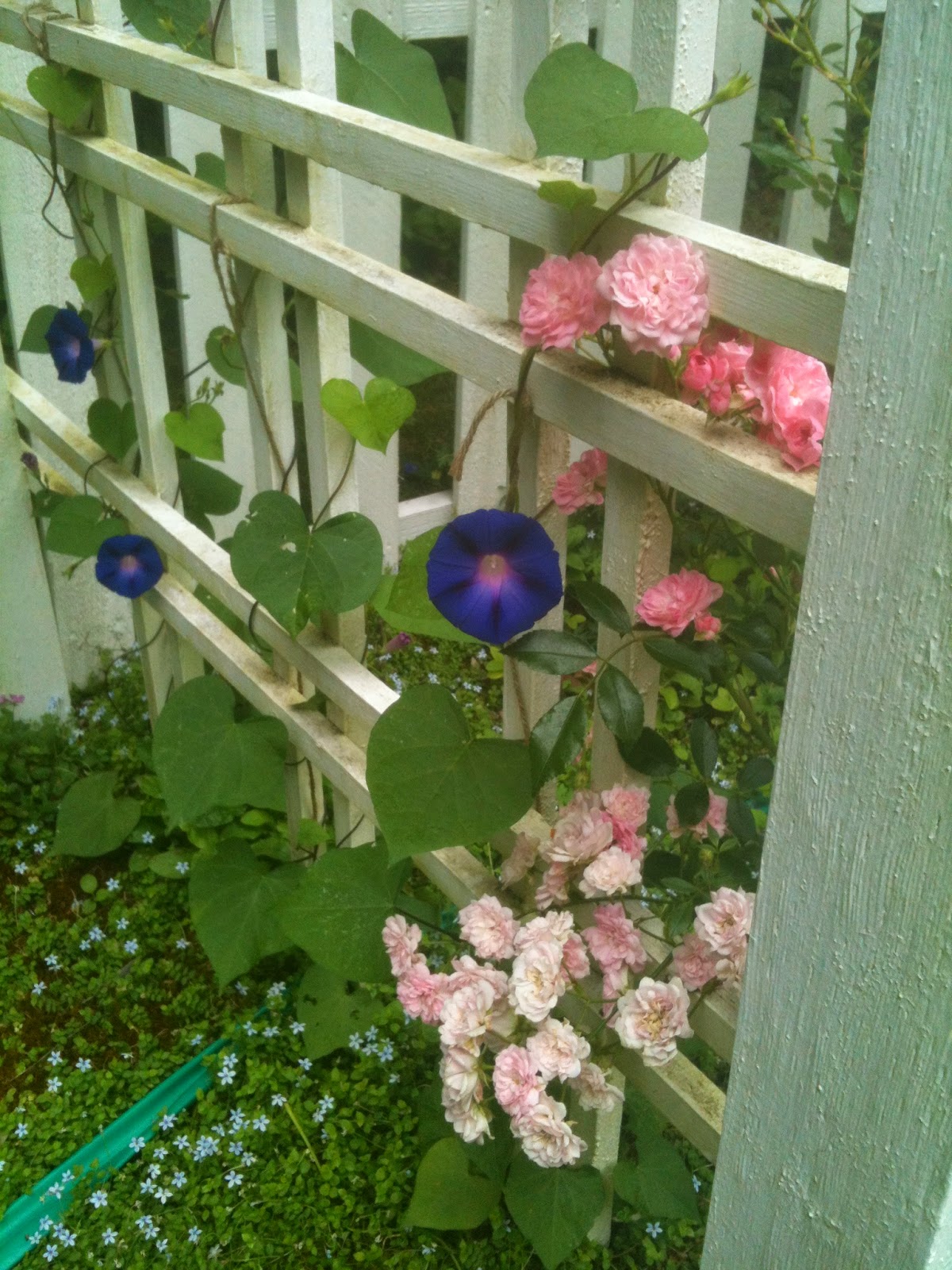 North Island Cottage  August 2014