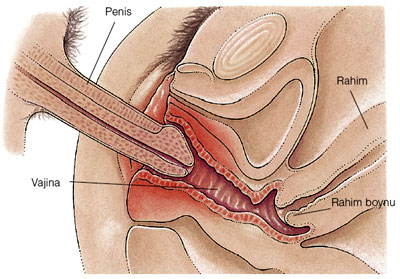 Vagina penetration depth photos