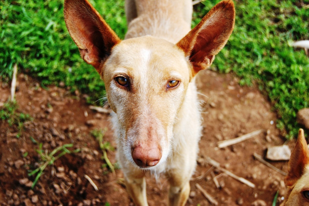 Lebensretter für Hunde aus Tötungsstation gesucht! Auf Pflegeplatz