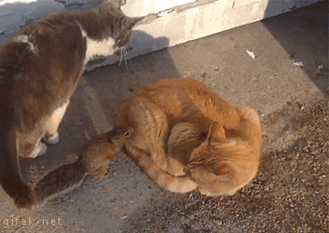 Funny animal gifs - part 118 (10 gifs), squirrel wants to play with cats