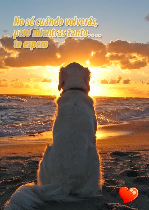 imagenes con frases de amor