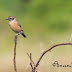 Siberian Stonechat Female