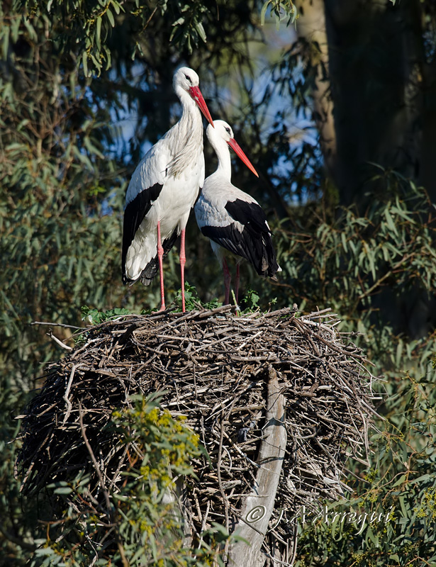 Cigüeña blanca, Ciconia ciconia, White Stork Cigüeña blanca, Ciconia ciconia, White Stork