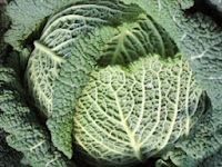 Cabbage is great for soup detox