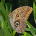 Caligo illioneus