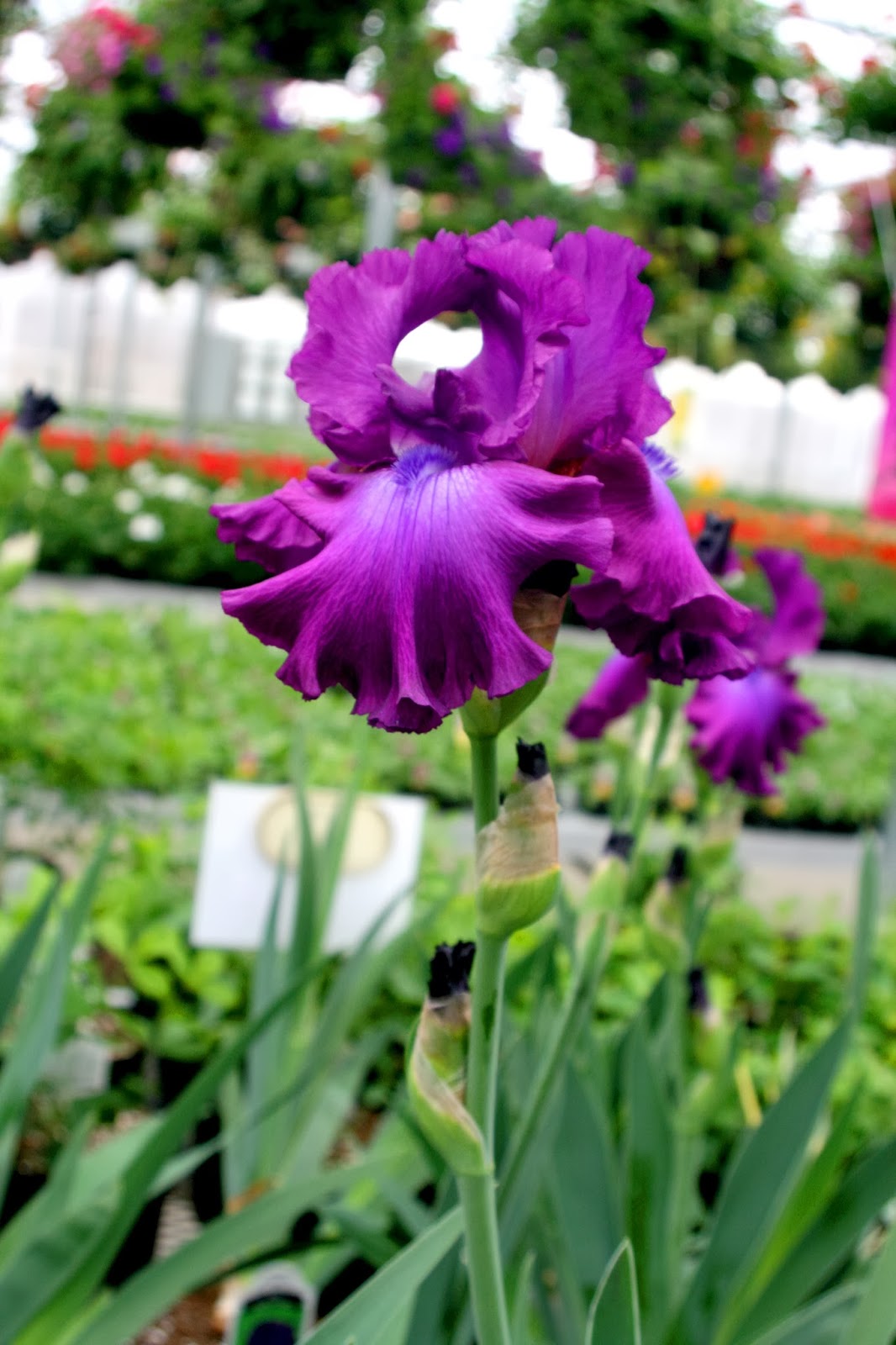 Green Thumb Greenhouse Perennials