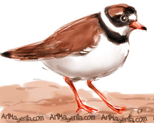 Ringed Plover Ringed Plover sketch painting. Bird art drawing by illustrator Artmagenta