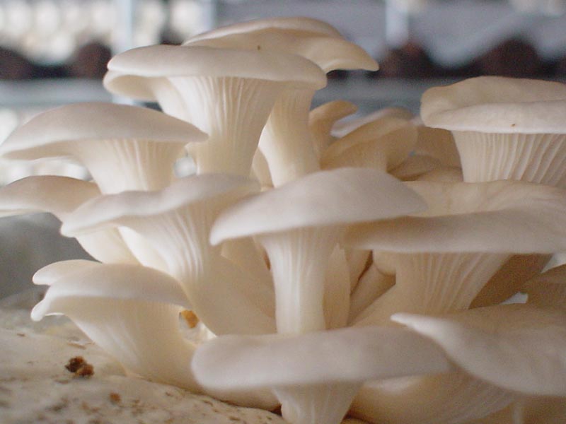 Coffee Grounds and Egg Shells: Grow Your Own Oyster Mushrooms