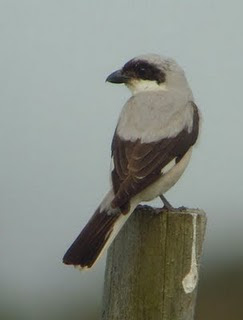 lesser grey shrike