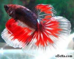 Ikan Cupang Petarung Ikan Cupang Petarung