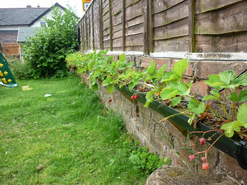 An English Homestead Strawberry Growing