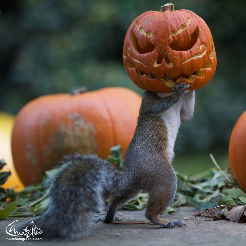 Holloween BUSHY-TAILED RODENT!