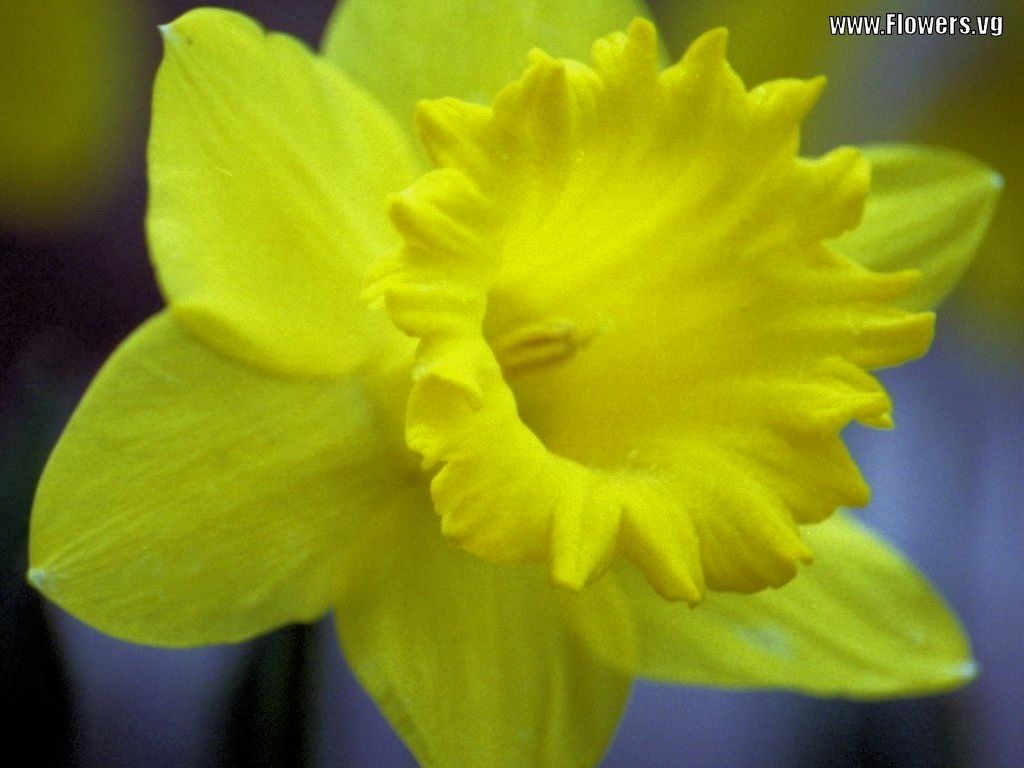 http://4.bp.blogspot.com/-kD3StjIbeb0/UIomhnr4mHI/AAAAAAAADZ8/tdmhZI1jjek/s1600/daffodil+(2).jpg