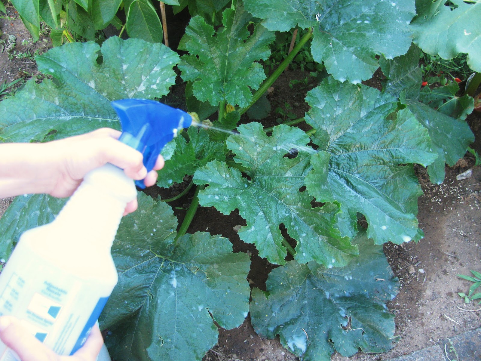 Natural Treatment Powdery Mildew Natural Treatment Powdery Mildew