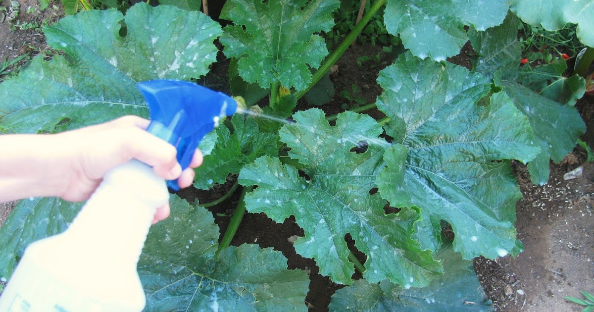 Diy Natural Mildew Treatment Diy Natural Mildew Treatment