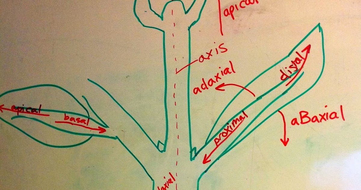 Bio Geo Nerd Directional Terms Plant