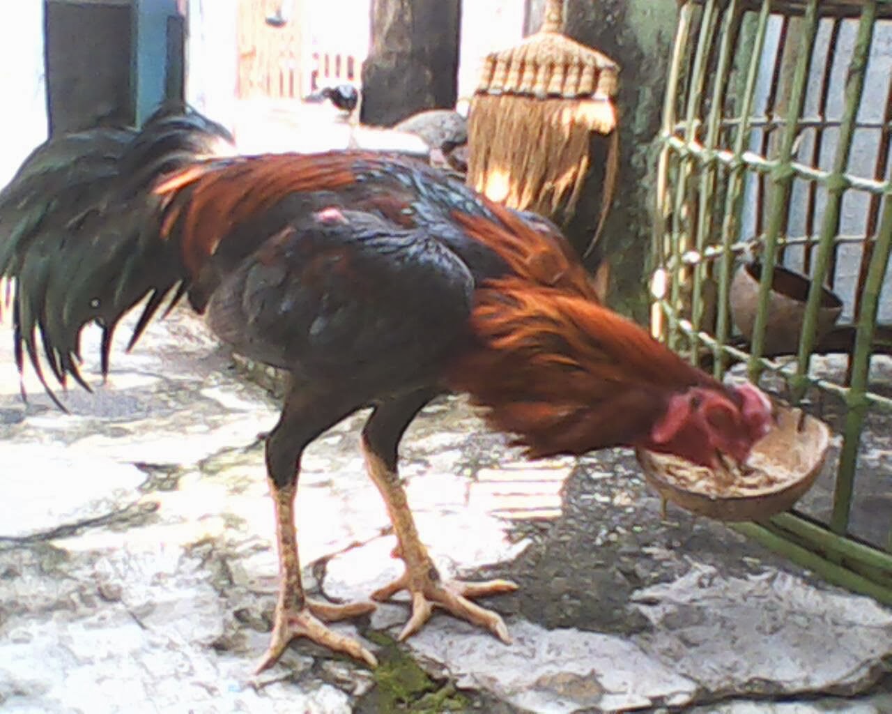 Anakan Ayam Bangkok Aduan Yang Unggul