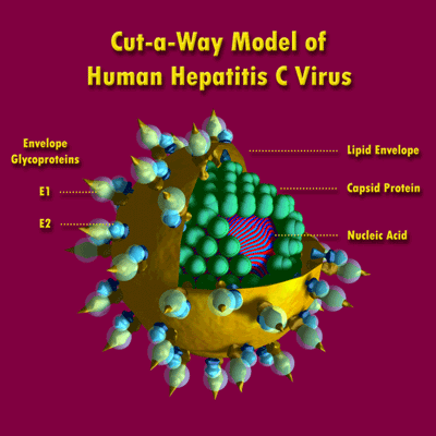 Human Hepatitis C Virus
