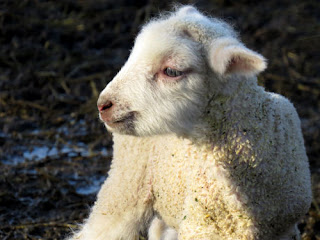 lambs