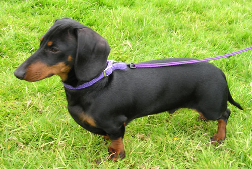 Dachshund . This little hound has short legs and a long body, which ... Dachshund . This little hound has short legs and a long body, which ...