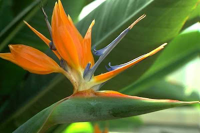 beautiful orange flower