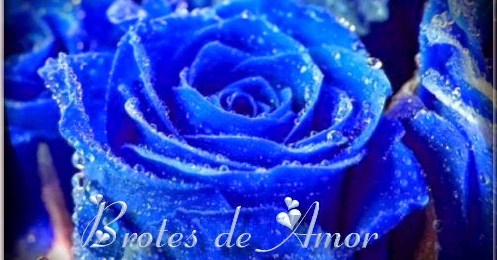 VIDEO OREJA VAN GOGH MIL ROSA video oreja van gogh mil rosa: