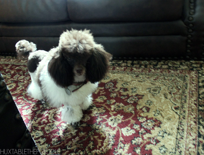 Huxtable The Poodle Toy Poodle Blog Parti Poodle Toy Parti Poodle