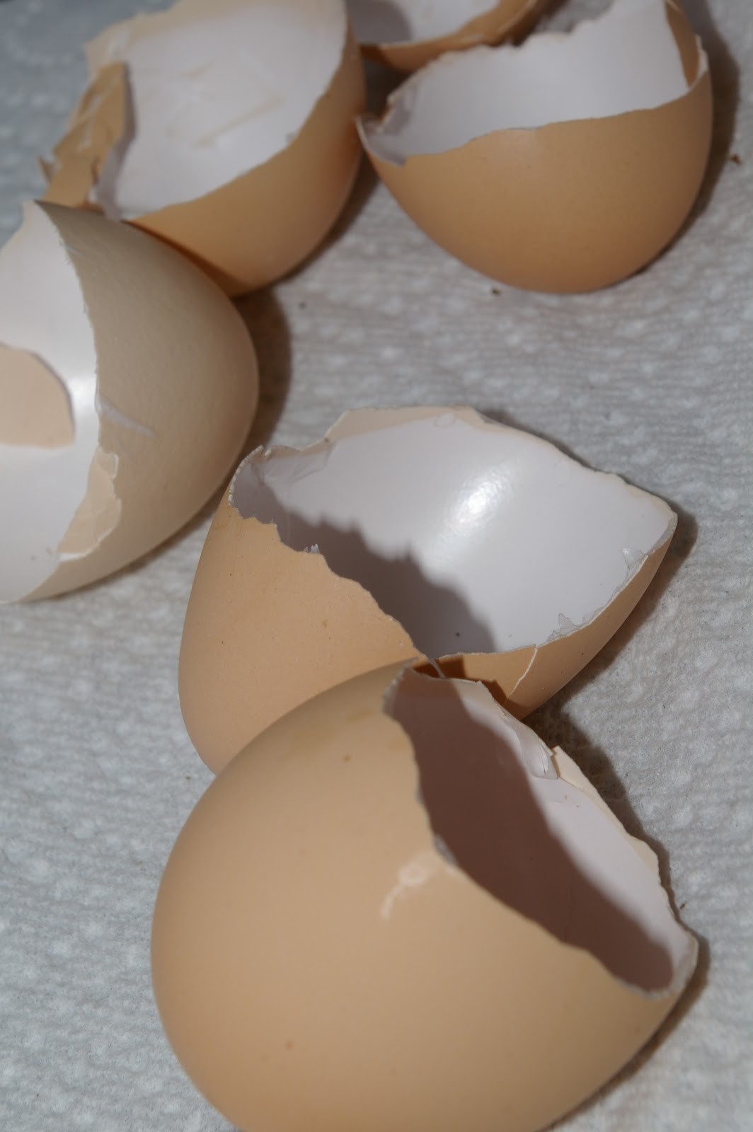 Using Eggshells to Control Garden Slugs Organically Community Chickens