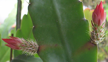 Muda de cactus orquídea c/ 4 botões