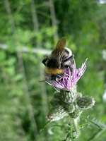 Bumble bee on thistle Bumble bee on thistle