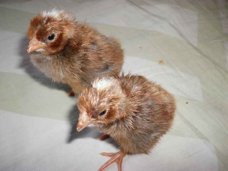 Simply Self Sufficiency Norwegian Jaerhon