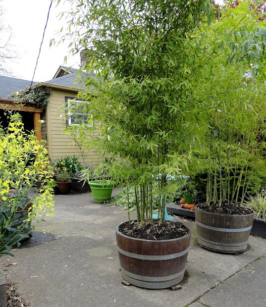 danger garden bamboo privacy