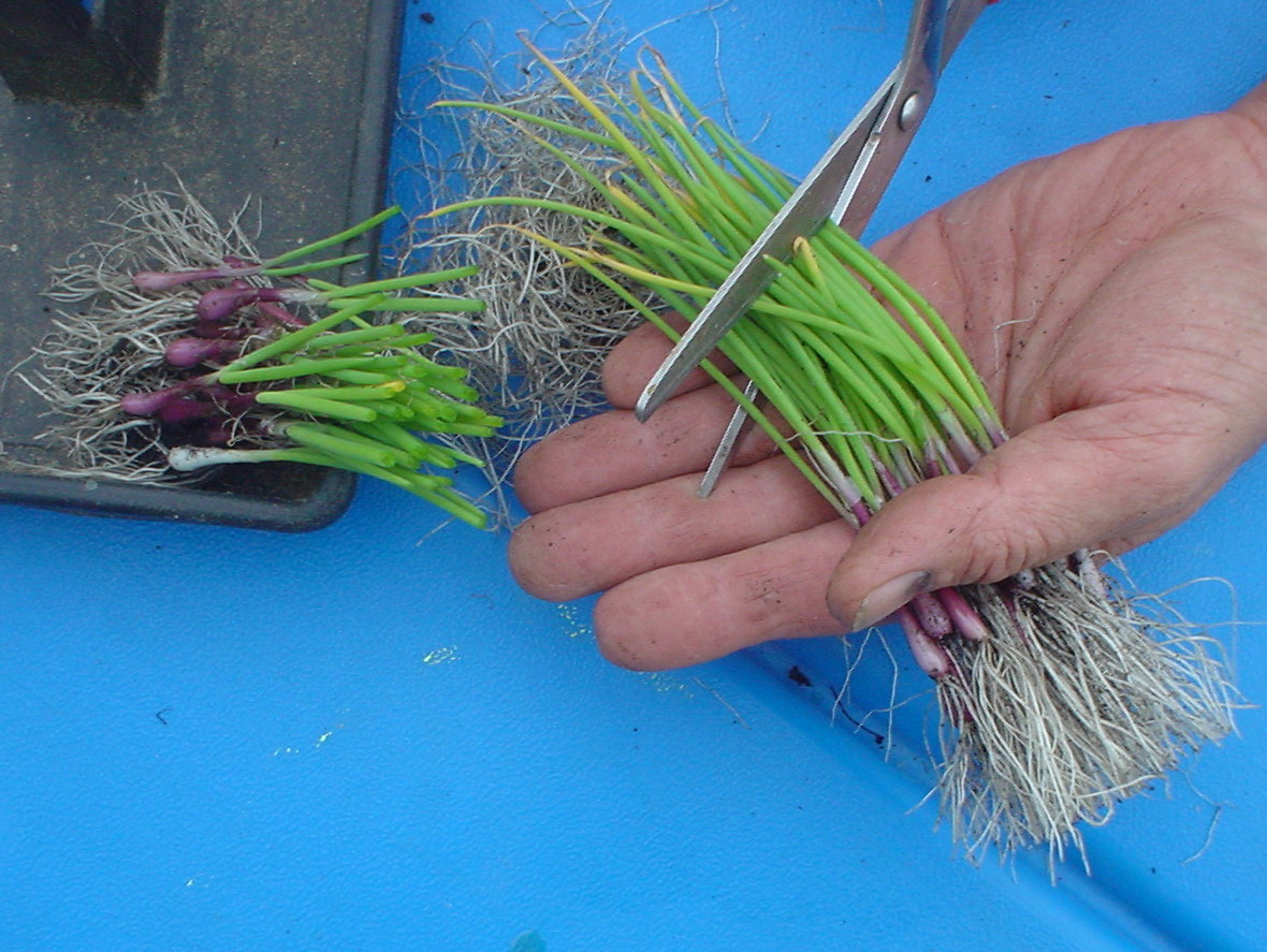 The Sharing Gardens Onions Growing From Seed