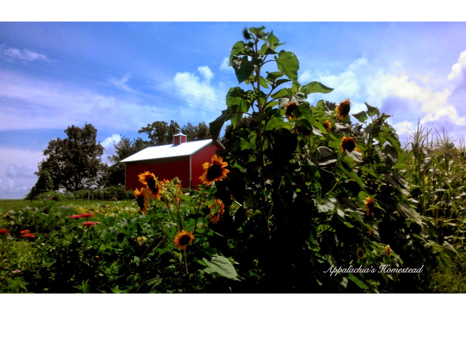 The Side Garden