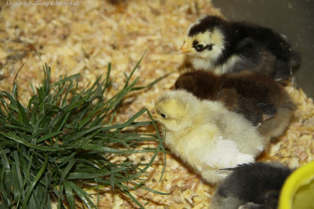 http://naturalchickenkeeping.blogspot.com/2013/04/why-putting-sod-in-your-brooder-will.html