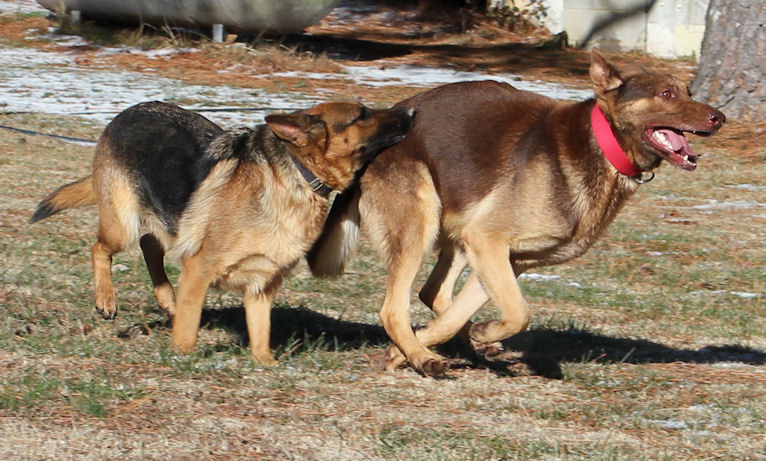 Can German Shepherds Eat Chocolate Can German Shepherds Eat Chocolate