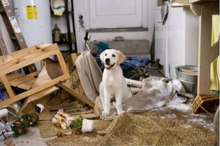 Dogs And Puppies Daily Why Dogs Chew The Furniture And How To