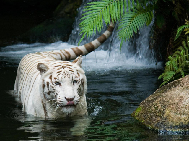 Nature Wallpaper For Htc Mobile