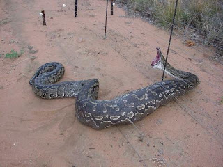 foto foto ular