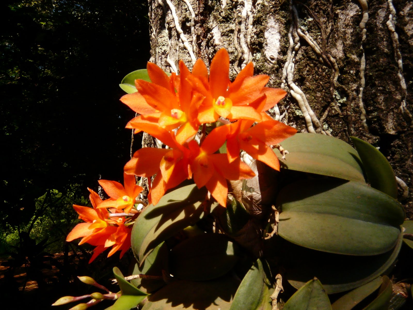 Imagenes De Flores Muy Hermosas - Fotos de plantas y flores hermosas Plantas facilisimo com