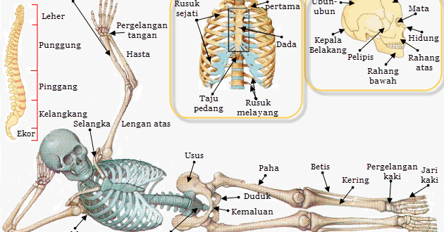 Berbagainfo Kumpulan Soal Rangka Manusia Berbagainfo Kumpulan Soal Rangka Manusia